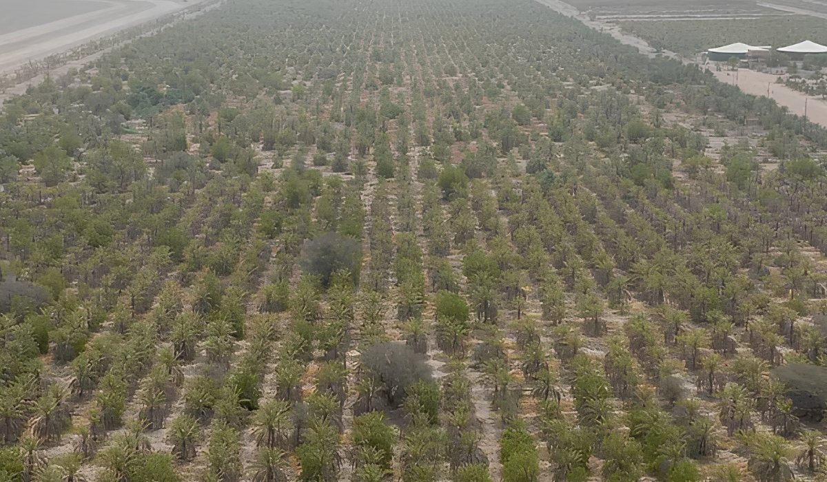 Abu Dhabi launches Dh1.75 million housing loan to build on subdivided farmland